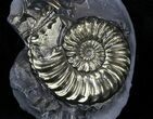 Pyritized Pleuroceras Ammonite - Germany #33043-1